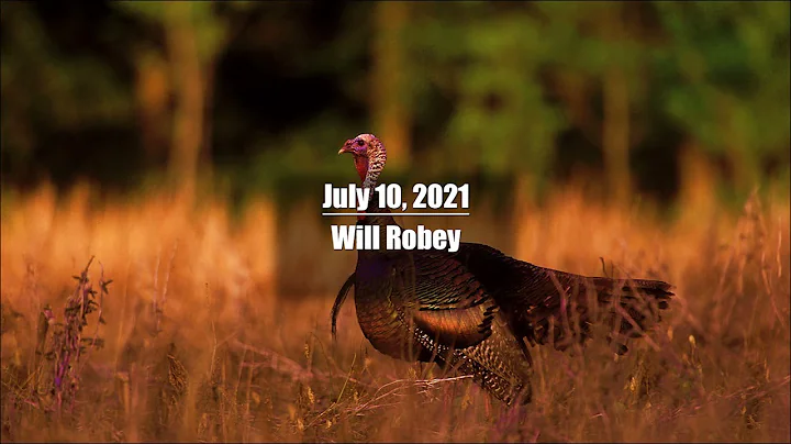 Will Robey