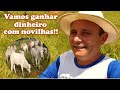 Como ganhar um bom dinheiro com novilhas?