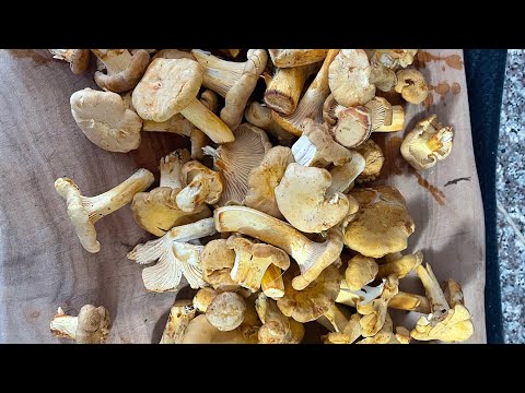 Foraging for Dinner chanterelles