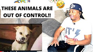 🤣 Funniest 🐶 Dogs and 😻 Cats - Awesome Funny Pet Animals Videos  REACTION