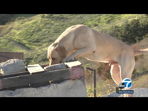 SoCal 'disaster dogs' saving lives in Turkey-Syria earthquake zone