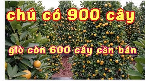 vườn quất tết quất lùm đẹp 2022 xin liên hệ chủ vườn sđt: 0369348211