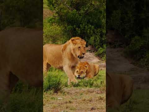 Three Lionesses' Desperate Fight to Save Their Nine Cubs #Wildlife #Serengeti