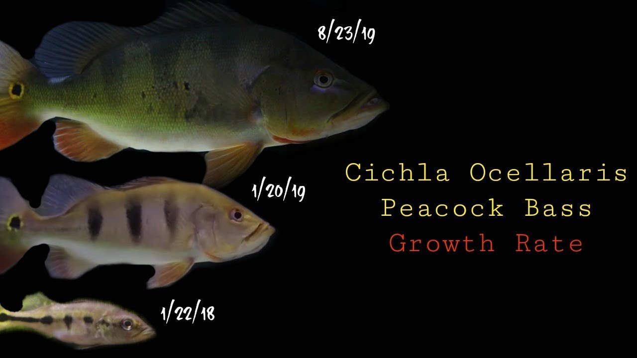 Watch My Butterfly Peacock Bass Grow From 3 to 14 Inches