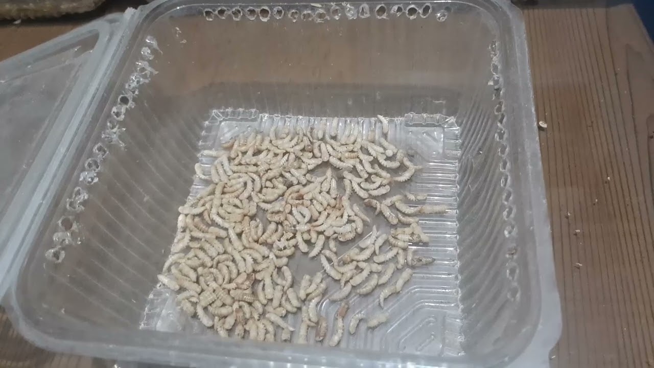 (ج2)من الاف للياء في تربية الميل ورم (الشرانق)