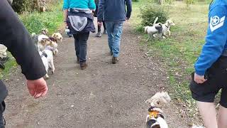 Fox Terrier Fun At Haddo