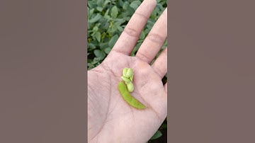 Soyabean Field #Rajput Farm #shorts