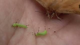 A Moth Vs Babies Of Its Own Species. Aglia Tau - Tau Emperor