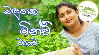 හරම පහසවන මනච වගවක පටනගම - Everything About Growing Minchi Minchi Wagawa Sinhala