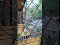 أينما حل الورد حل الجمال صباح الورد وعطره  انا فاقد اليدين