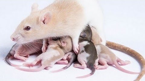 20 Interesting Unique Facts About Rats