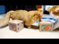 【マンチカン３兄妹】猫の貯金箱 ~Munchkin cats VS cat banks~