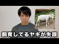 飼育してるヤギのゆめちゃんが失踪しました。