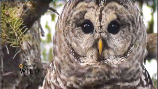 BARRED OWL AMAZING VOCALS!#WhoCooksForYou, eh? | Canada Wild