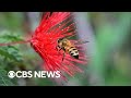 U.S. honey bee population reaches record high