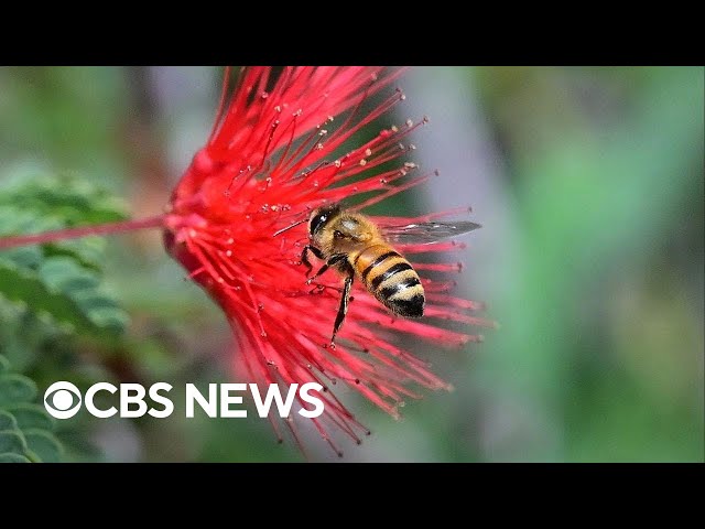U.S. honey bee population reaches record high