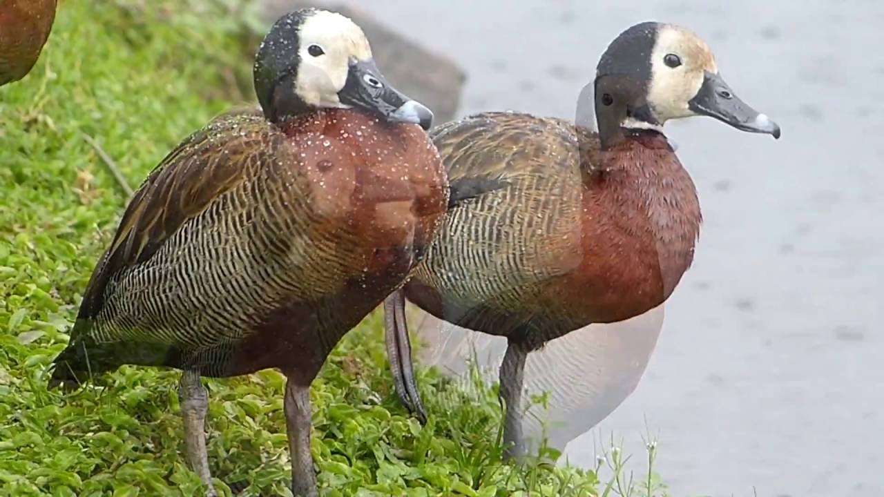 pato fauna brasileira IRERÊS SILVESTRES animais aves aquáticas selvagens brazilian wildlife brazil