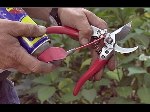 Vidéo: Stérilisation des outils d'élagage - Quand avez-vous besoin de nettoyer les outils de jardinage