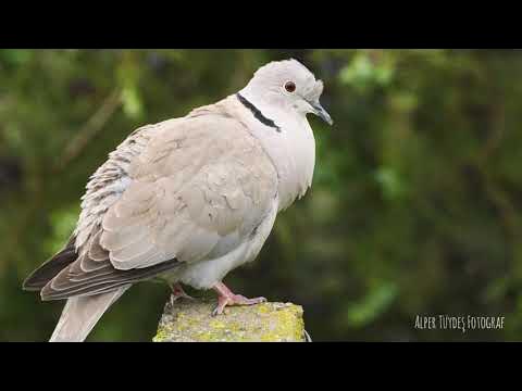 Jinsiy porno ajoyib asr Jinsiy kokrak va eshak