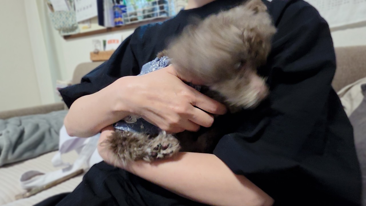 23時に寝て23時30分起床、私以外の抱っこを完全拒否するスーちゃん16歳