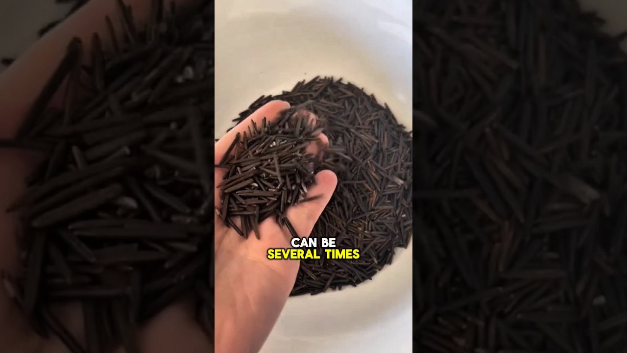 WILD RICE doesn't taste ordinary❗️