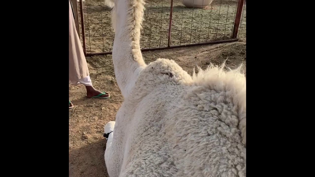 علاج الناقة اللي تعشر وتكسر