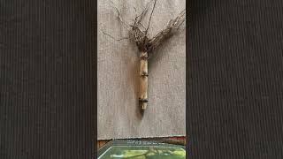 Corn Stalk Art project