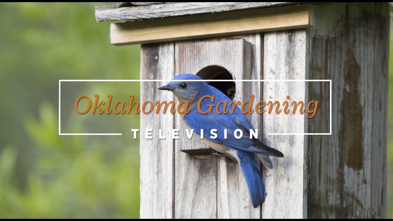Oklahoma Gardening May 20, 2023
