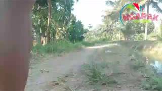 Nasibe bocah ngapak  (NS )