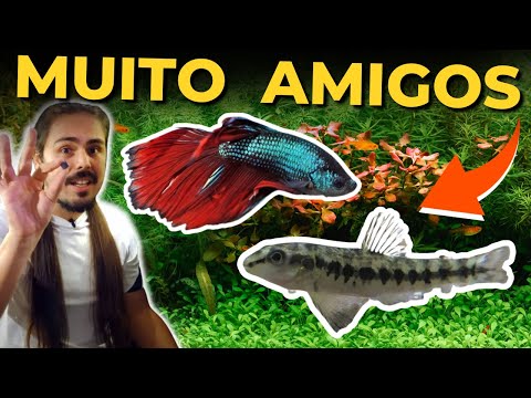 🔴COBRINHA KUHLI: TUDO SOBRE, Mr. Betta