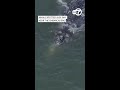 Whale spotted in SF Bay near the Embarcadero