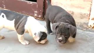 9756806058 Pit Bull Heavy Bone Import Breed Pupps Available For Sell
