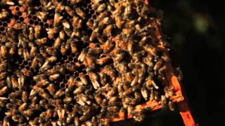 Plan Bee - The Donkey Sanctuary