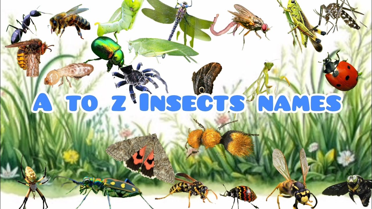 Learn A to Z Insects Names||Alphabetical Insects Names||A to Z Insects Names @Kids.ToysWorld 