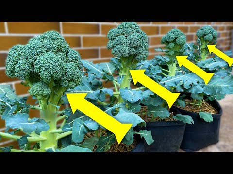 Growing Broccoli from Seed to Harvest in Container Garden [Calabrese]