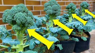 Growing Broccoli from Seed to Harvest in Container Garden [Calabrese]
