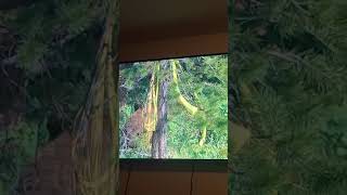 Charles Barkley Says He Met A Couple Cougars Last Night Funny