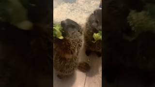 Loud ASMR Sounds 🎧 These Super Cute Groundhogs Love Eating Their Broccoli. Very Healthy‼️🥦🤗