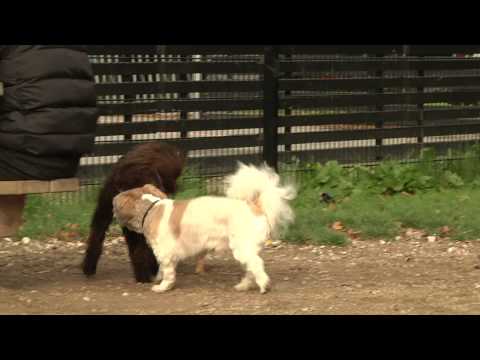 Video: Når en hund har hvalpe, ændres dens personlighed?