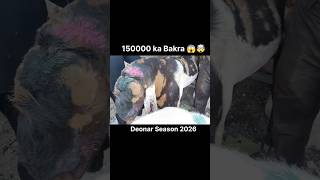Deonar Bakra Mandi Latest Update 2026🚨🤯| Qurbani 2026