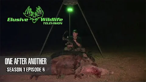 Elusive Wildlife S1:E6: 7 HOGS, 1 VIDEO!! | Action all night bowhunting hogs and bow kill drop shot!