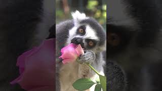 Lemur MUKBANG! 🌸 #shorts