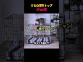 うちの序列トップ 犬 vs 猫
