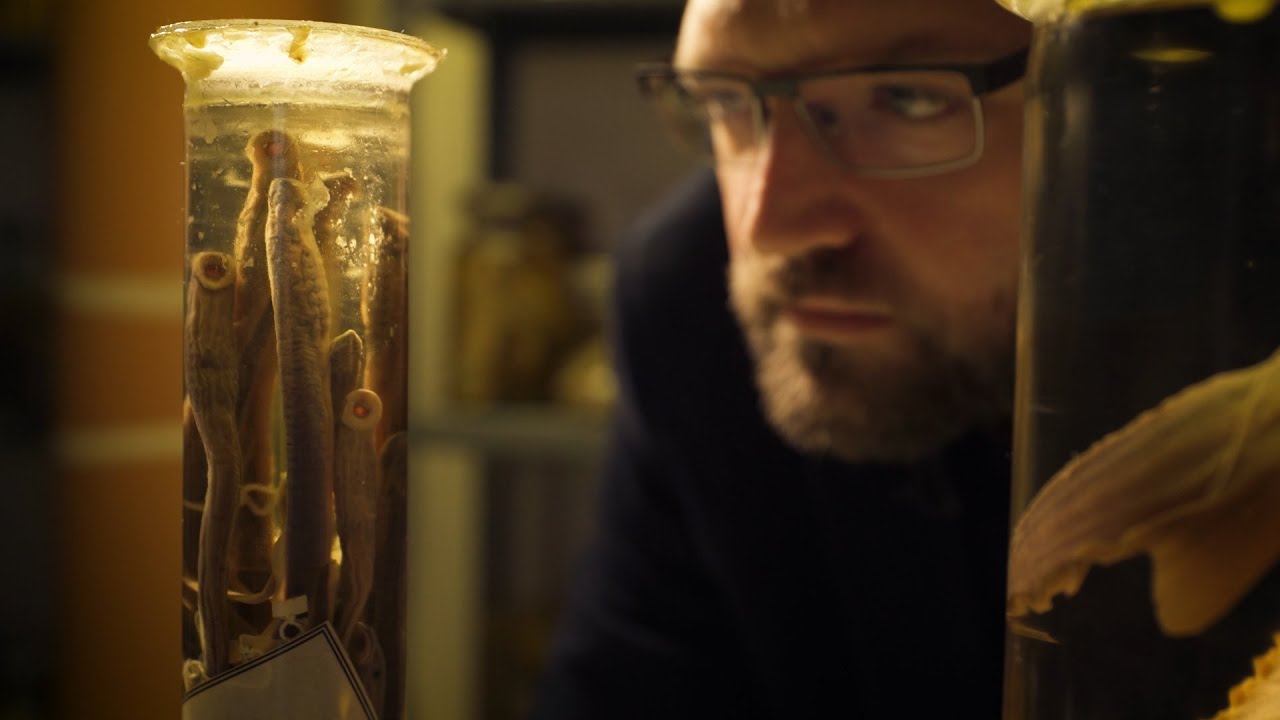 MTM HALGYŰJTEMÉNY Szendőfi Balázs halkutatóval | Rövidfilm