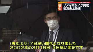 都心のサクラ開花　雪の中、気象庁が確認