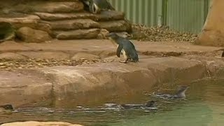 Drunk friends steal penguin