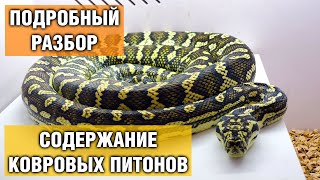 Ковровые питоны — Содержание питона в домашних условиях