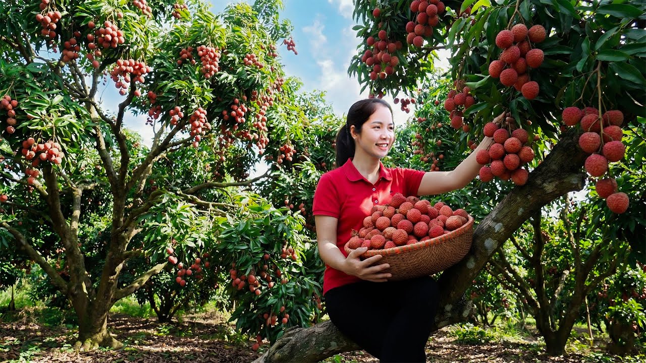 CEO Girl Harvests Lychee, Palm Seeds Selling At The Market Sell