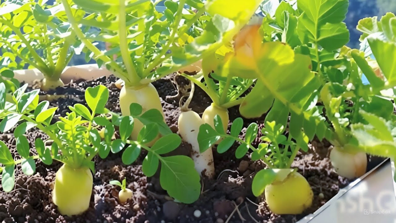 Grow White Radish in Pots | Seed to Harvest