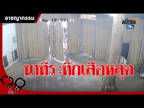 วีดีโอ: วิธีเอาสัตว์ออกจากประเทศไทย